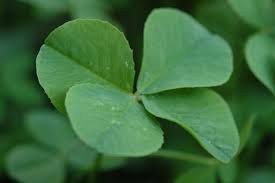 Four_leaf_clover
