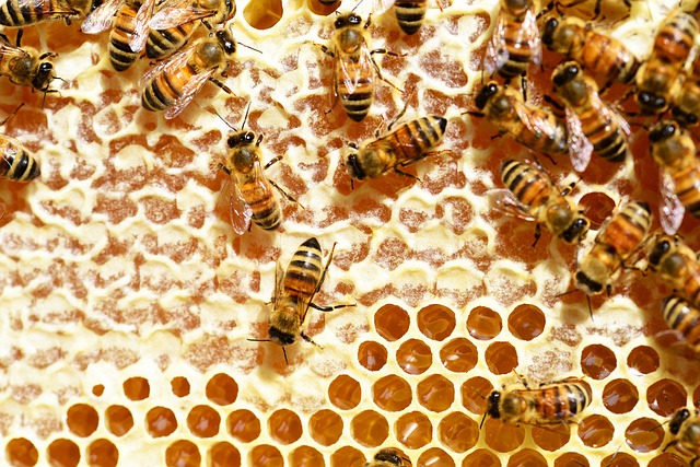 bee